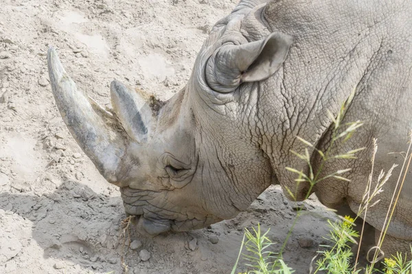 Крупный План Портрета Носорога Профиль Носорог Пыли Глине — стоковое фото