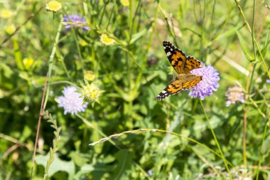 Mor çiçekteki kelebek mavi gökyüzüne karşı.