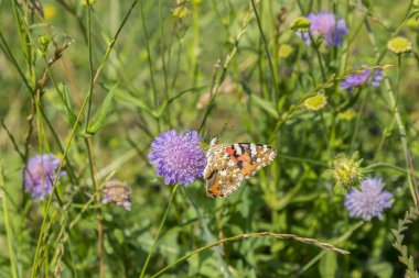 Mor çiçekteki kelebek mavi gökyüzüne karşı.