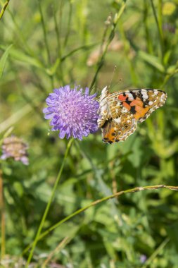Mor çiçekteki kelebek mavi gökyüzüne karşı.