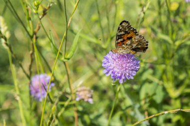 Mor çiçekteki kelebek mavi gökyüzüne karşı.