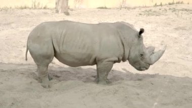 Gergedan hayvanat bahçesinde dinleniyor..
