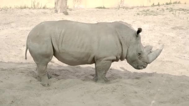 Rhino Poggia Sulla Sabbia Nello Zoo — Video Stock