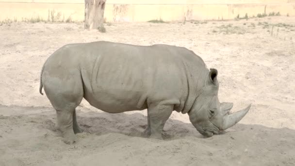 动物园里的犀牛在沙滩上休息 — 图库视频影像