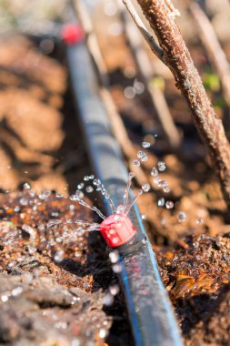 Fıskiye sistemleri, damlama sulama, çimenleri sulama. Sürükleme Sulama Sistemi Kapatın. Organik soğan tarlasında kullanılan su tasarrufu sulama sistemi. Dikey fotoğraf. ses tonlu.