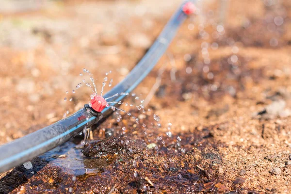 Sprinkler Rendszerek Csepegtető Öntözés Öntözőpázsit Csepegtető Öntözőrendszer Bezárva Szerves Hagymaföldeken — Stock Fotó