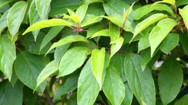 Yağmurdan sonra yeşil yapraklar. Yağmurdan Sonra Taze Yeşil Yapraklar. Yapraklara çiy damlaları düşer. Parlak gür yapraklı ağaç dalları ve hafif rüzgarda sallanan su damlaları. arkaplan