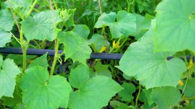 Bir serada salatalık yetişiyor. Sebze yetiştiriyorum. Bahçıvanlık. Tarım salatalığı, doğal sebze bahçesi. Damlatma sulama