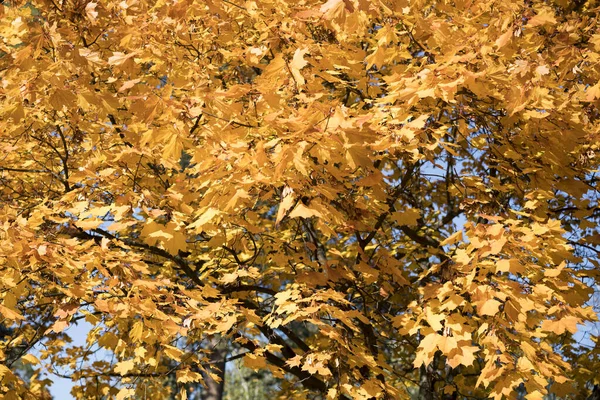 Fondo de caída. Follaje otoñal. Las hojas de otoño de color amarillo brillante del arce están iluminadas por los rayos del sol contra la espalda — Foto de Stock