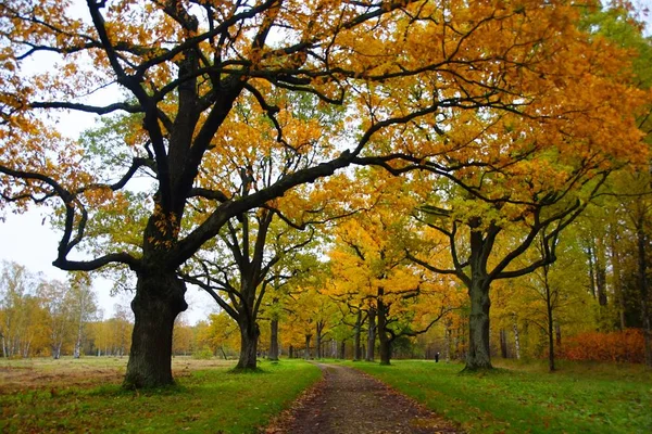 Herbstspaziergang Babolovsky Park Zarskoe Selo — Stockfoto