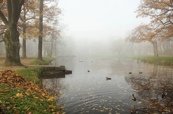 Mañana Brumosa Octubre Parque Alexandrovsky Tsarskoye Selo Estanque Infantil — Foto de Stock