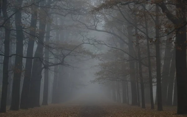 10月雾晨在凯瑟琳公园国立 Selo 通往凯瑟琳宫殿之路 — 图库照片
