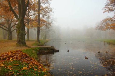 Ekim Alexandrovsky Park Tsarskoye Selo, çocuk gölet Sisli sabah