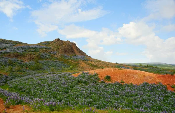 Incredibile paesaggio islandese e un mare di fiori — Foto Stock