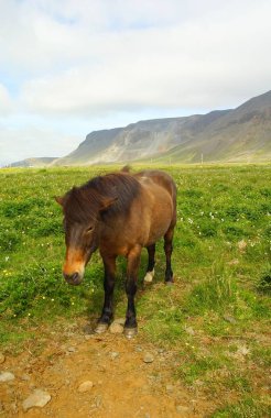 Otlaktaki güzel İzlanda atı