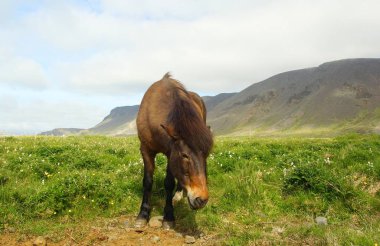 Otlaktaki güzel İzlanda atı