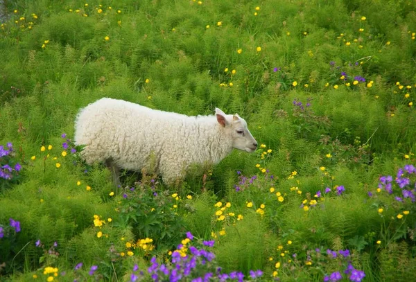 Magányos juhok a Thingvedlir Nemzeti Parkban — Stock Fotó