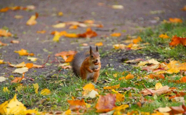 Treffen mit einem Eichhörnchen während eines morgendlichen Spaziergangs im Katharinenpark — Stockfoto