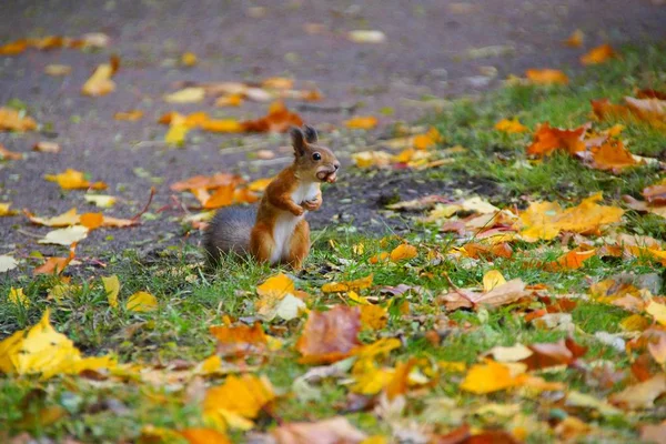 Treffen mit einem Eichhörnchen während eines morgendlichen Spaziergangs im Katharinenpark — Stockfoto