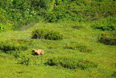 Yaz güneşli bir gün ve doğanın efendisiyle Kamçatka 'da buluşacağım.