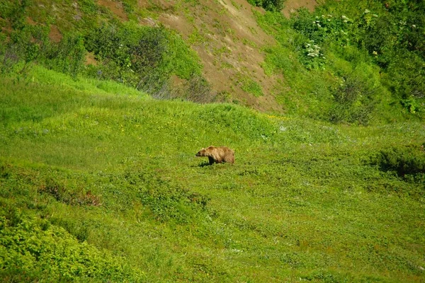 Journée Ensoleillée Été Rencontre Avec Maître Nature Kamchatka Ours Brun — Photo