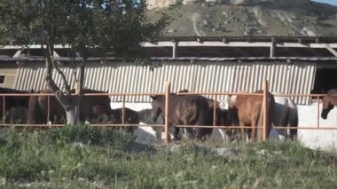 Bir at ağıl içinde duruyor. atları bir ahır duruyor. at farklı yönlere bakıyor. ahşap bir bölüm arkasında duran at.