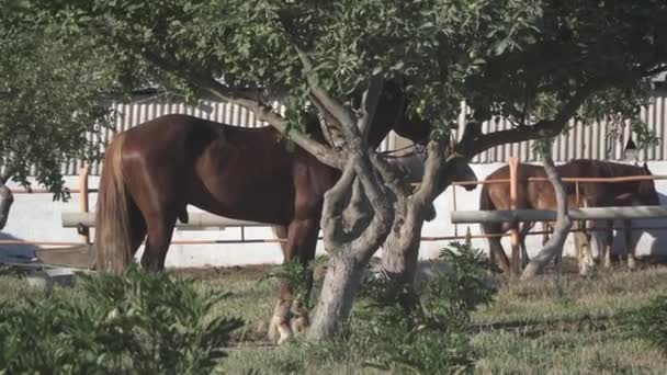 Cavalo Pôr Sol Cavalo Está Amarrado Uma Árvore — Vídeo de Stock