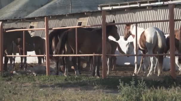 Cavalo Está Curral Cavalos Está Uma Barraca Cavalo Olhando Direções — Vídeo de Stock