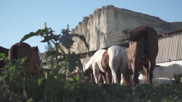 Лошади Акросс Ферма Гор Закате Белый Камень Заднем Плане — стоковое видео