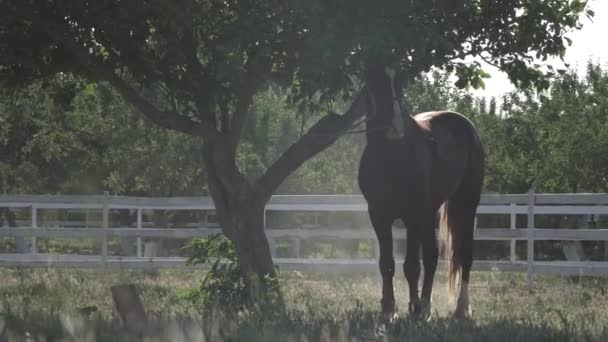 马被拴在农场的一棵树上 来自肝的灰尘 — 图库视频影像