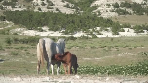 Paarden Achtergrond Van Zonnige Bergen — Stockvideo