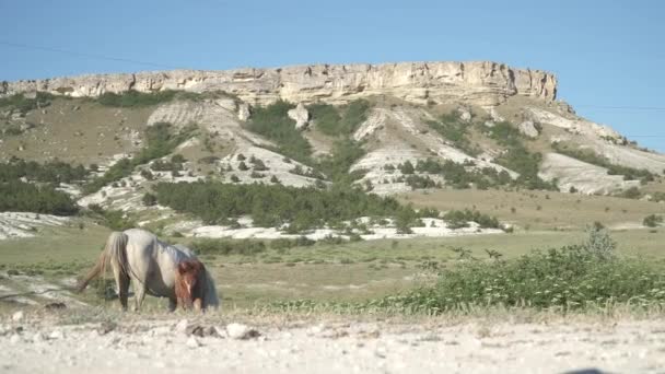 Άλογα Στο Φόντο Των Ηλιόλουστα Βουνά Στο Λευκό Πέτρωμα — Αρχείο Βίντεο