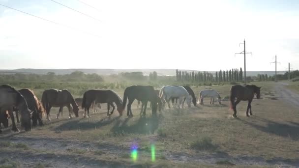 Cavalli Pascolo Vicino Alla Roccia Tramonto — Video Stock