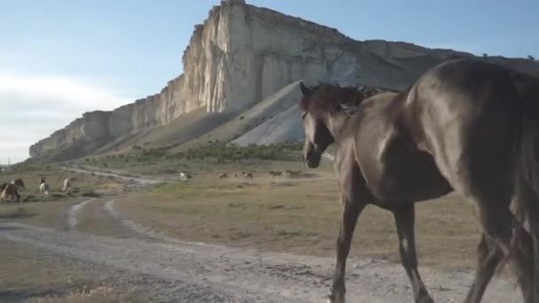 Cavalo Preto Perto Rocha Branca — Vídeo de Stock