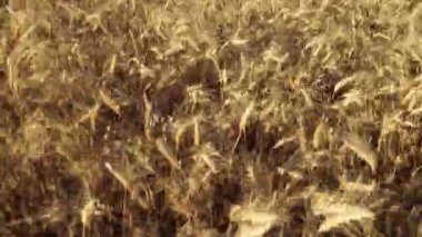 Buğday sadece Berrak gökyüzü