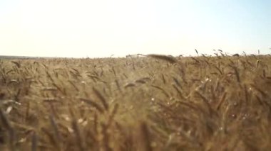 Buğday alan ve uçan