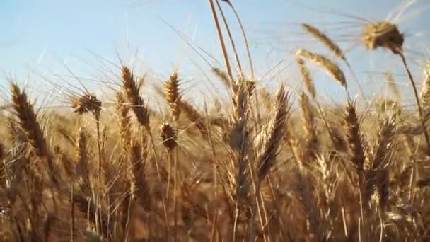 Campo Trigo Cielo Más Cerca — Vídeos de Stock