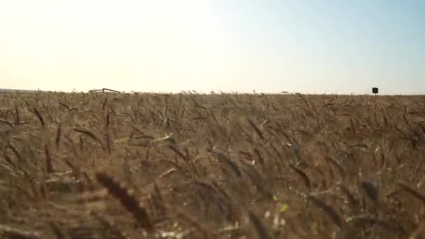 Campo Trigo Evning — Vídeos de Stock