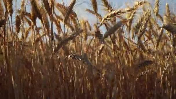 Wheat Wery Close Bright — Stock Video