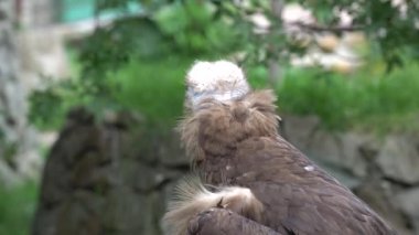 iki griffon oturup kayalar