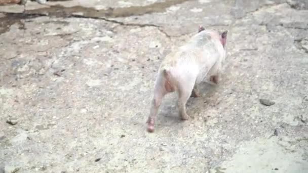 Мини-свиней пасут на скале. — стоковое видео