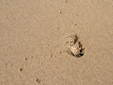 Kumsaldaki küçük yengeç