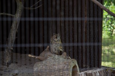 Hayvanat bahçesinin ahşap zemininde oturan kahverengi bir kedi. yüksek kaliteli fotoğraf