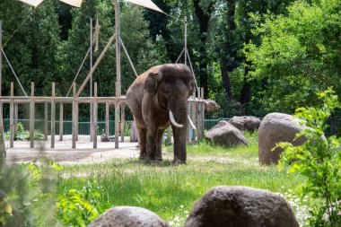 Hayvanat bahçesindeki büyük fil.