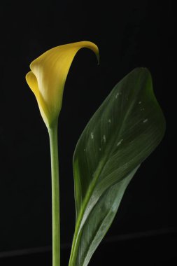 Koyu arkaplanda sarı çiçek