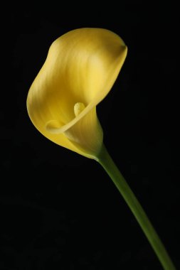 Sarı zambak, bahçede çiçek, siyah bir arka planda izole.