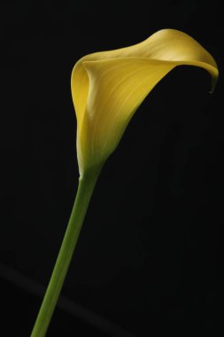 sarı Lale çiçeği yakın