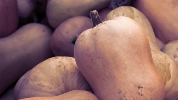 Harvest: Heap of Butternut Squash Pumpkin, Cucurbita moschata, Pan Shot — Stock Video