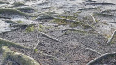 Atış pan: Kök ve gövde eski kayın ağacının bir yakın çekim