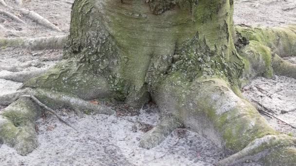 Pan Shot: Primer plano de raíces y tronco de un viejo árbol de haya — Vídeos de Stock